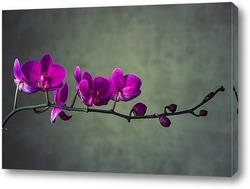  Орхидея камбрия