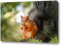    Squirrel in the autumn park.	