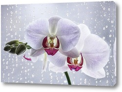  Орхидея белая