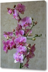    Розовая орхидея