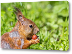    Red squirrel sits in the grass..	