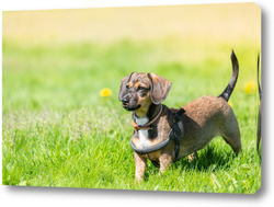    Miniature Dachshund standing in long grass	