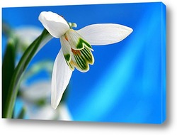   Постер Подснежник – первый цветок весны