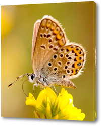   Постер Бабочка на жёлтом цветке