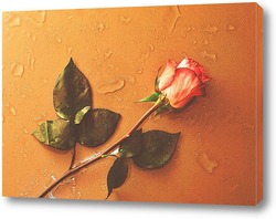   Постер роза на мокром стекле