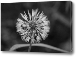   Постер одуванчик