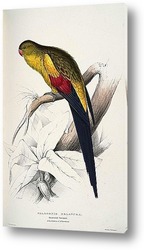   Постер Чернохвостый попугай