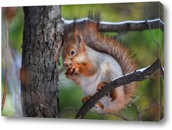   Постер Squirrel in winter sits on a tree