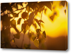  Постер "Лучи закатного солнца купаются в листьях березы".