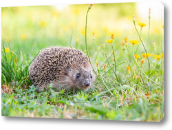   Постер Hedgehog on the grass.