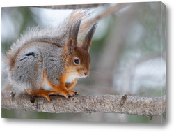   Постер Red squirrel sitting on a tree branch in winter forest and nibbling seeds on snow covered trees background.