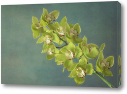    Ветка желтой орхидеи цимбидиум