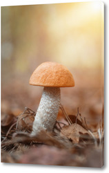    Beautiful birch bolete (birch mushroom, rough boletus or brown-cap fungus) in grass with autumn leaves.