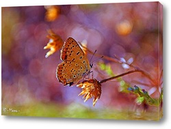  Butterfly on blossom flower in green nature.