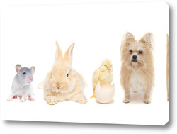   Постер Animals on isolated white background