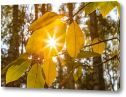   Постер Солнце в лепестке дерева
