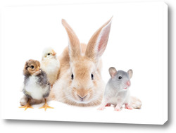   Постер Animals on isolated white background