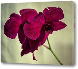    Орхидея гибридная