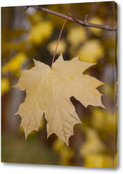   Постер Красивый лист дерево на ветке