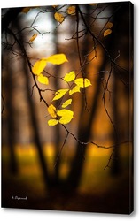  Жёлтые листья на фоне чёрных стволов деревьев.