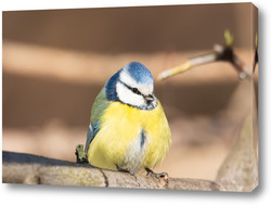  Goldfinch, Carduelis carduelis, perched on wooden perch with blurred natural background