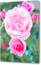   Постер Pink roses in the garden. Floral summer background