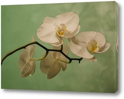    Веточка орхидеи