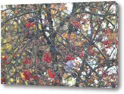   Постер дрозды