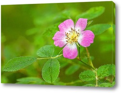   Постер Цветок шиповника в утренней росе