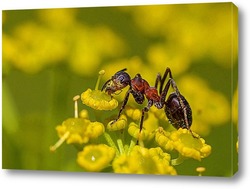    Муравей ест пыльцу на цветке