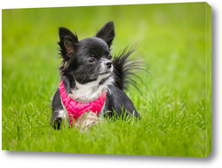  cute red with white dog mongrel on a winter background