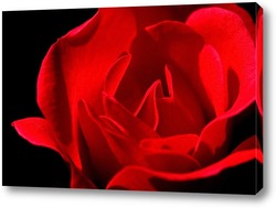  Natural red roses background