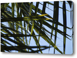    Листочки пальмы