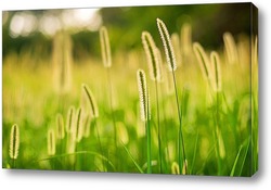    Луговые травы