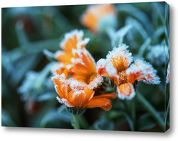  Иней на цветке 