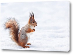  Red squirrel sitting on a tree branch in winter forest and nibbling seeds on snow covered trees background.