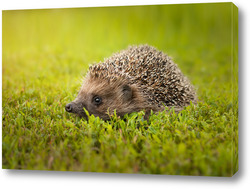   Постер Hedgehog on the grass..	