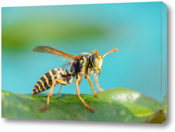   Постер The wasp is sitting on green leaves. The dangerous yellow-and-black striped common Wasp sits on leaves	