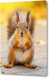  Red squirrel sits in the grass.