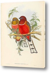   Постер Птицы