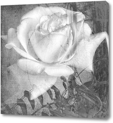    Белая роза