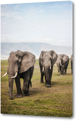    Слоновья семья