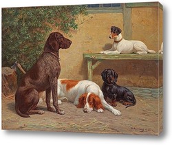    Группа собак