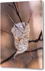    сухой лист , пронзённый веткой дерева
