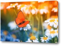    маленькая бабочка на цветущем поле ромашек в солнечный летний день