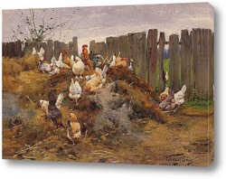   Курицы во дворе