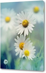  Daisies