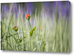   Постер цветы в луговой траве