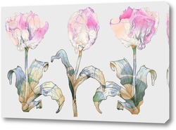    Розовые тюльпаны