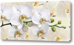   Постер "Орхидея".